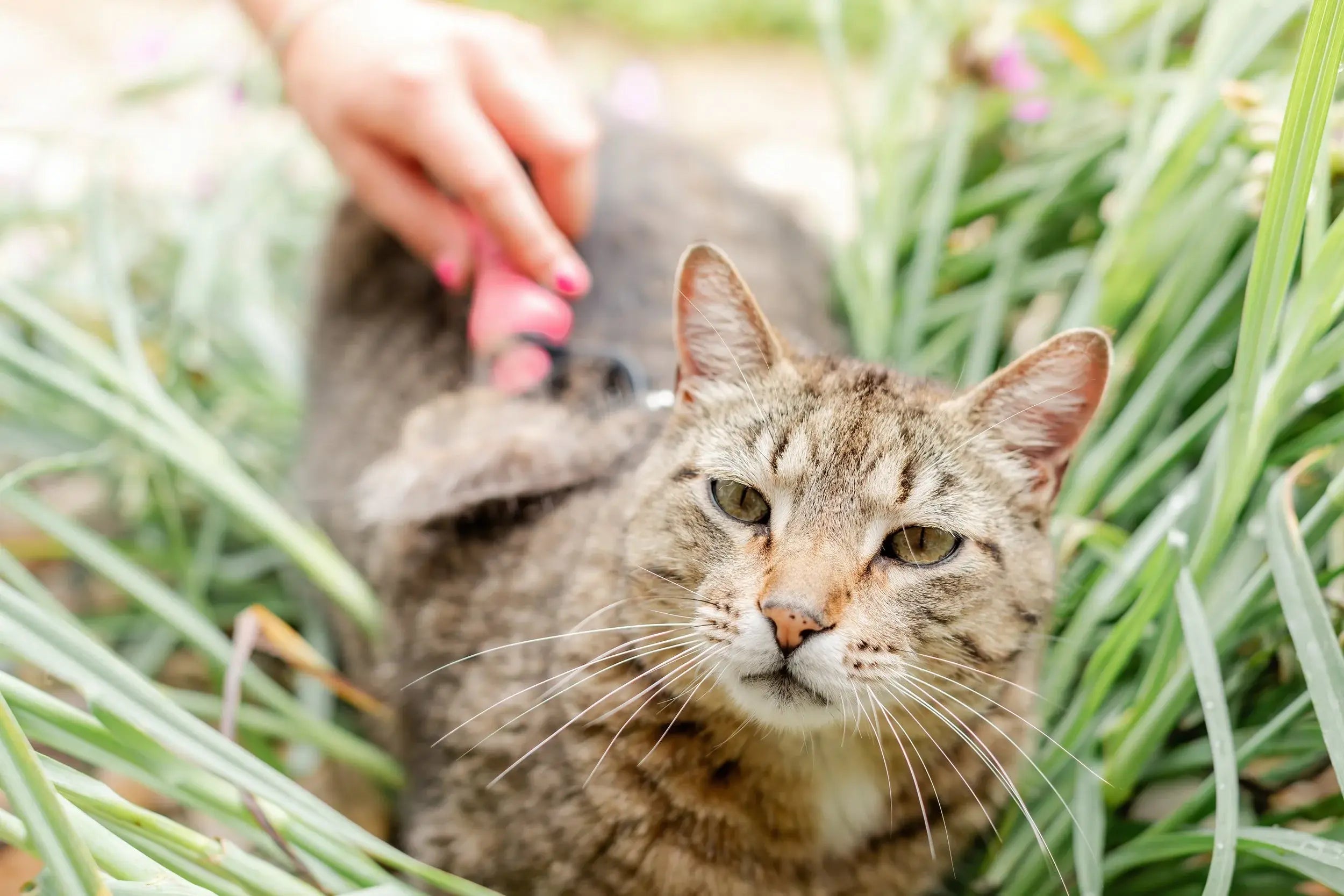 Seasonal Shedding: Understanding Your Pet's Hair Cycle