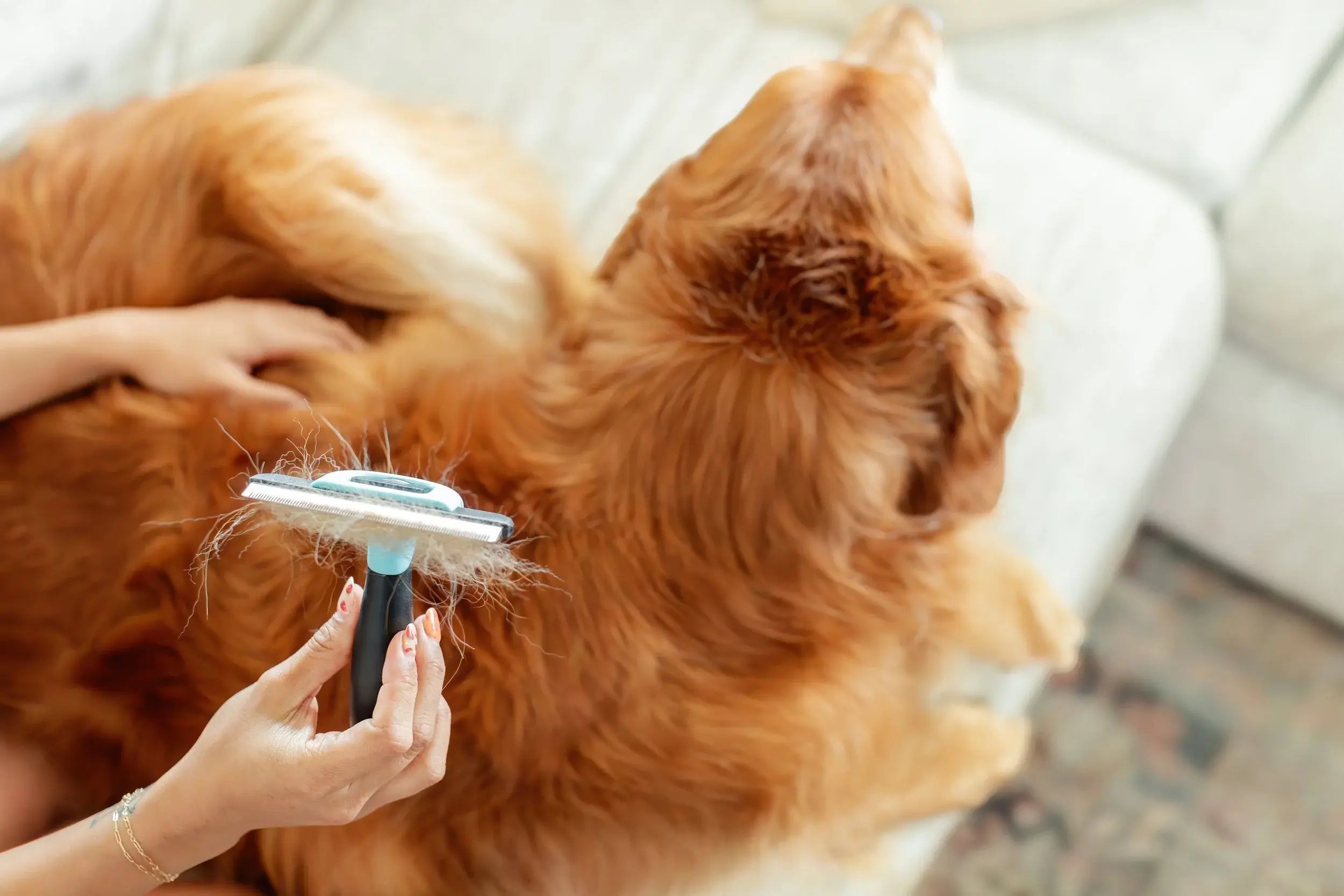 The Science of Shedding: What Causes Pets to Shed and How to Control It