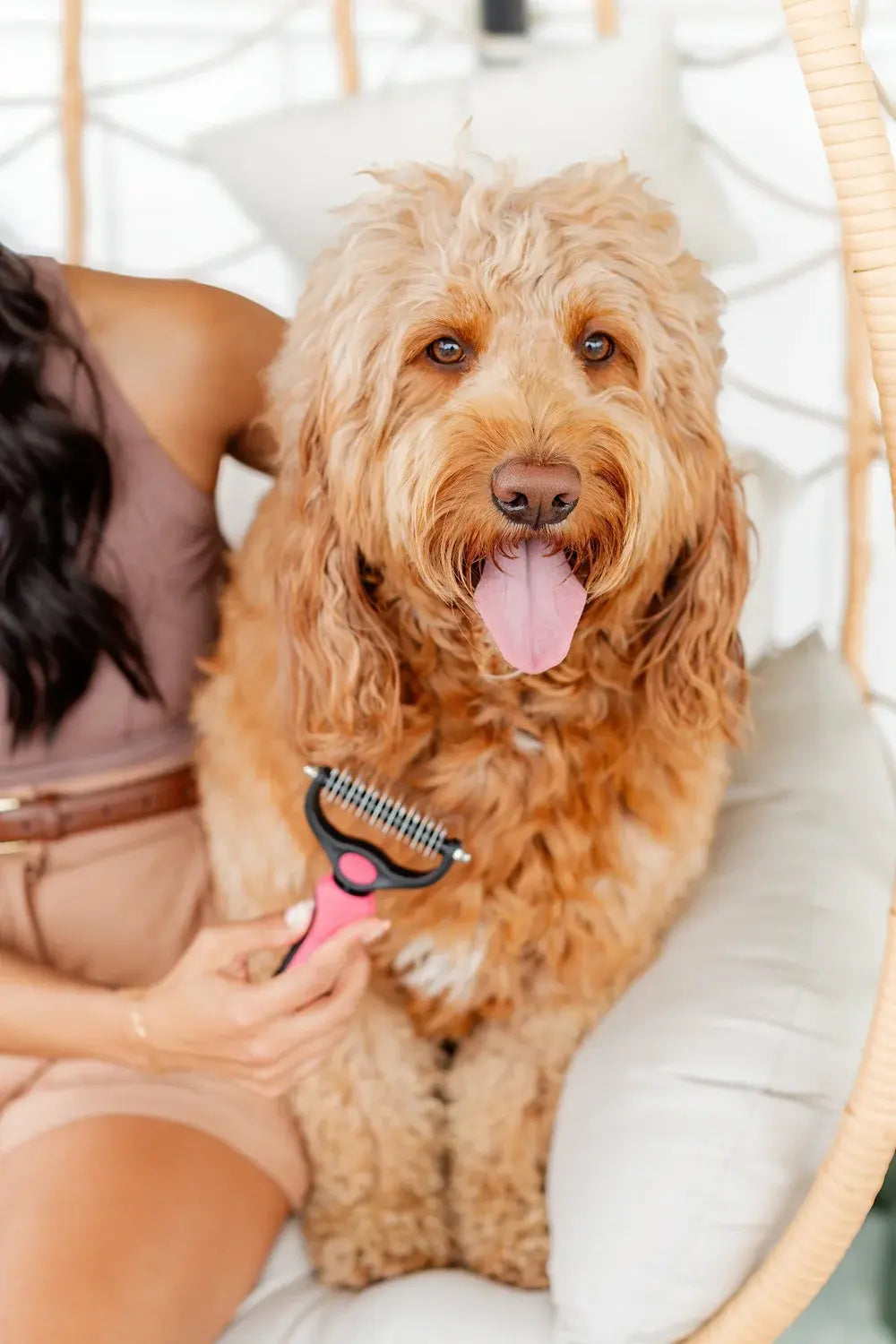 Why Do Dog and Cat Hair Get Tangled and Matted?