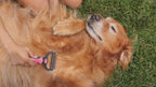 Sinko Pet Undercoat Rake – Brush & Comb, Dematting & Deshedding (Pink)